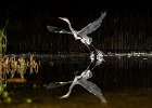 Mike Smith - Grey Heron Take-Off.jpg